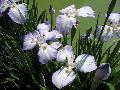 Japanese Iris / Iris ensata